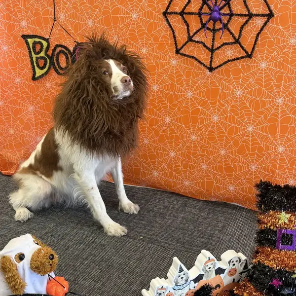 Boarding stay at K9 Rox Club Las Vegas